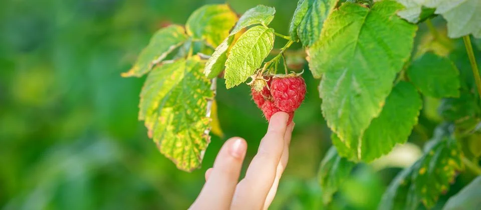 Hand of child touching a raspberry. Stock Photos