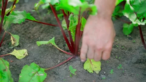 A hand clasps the foliage of a growing red beet close-up in slow motion 스톡 동영상 202267218