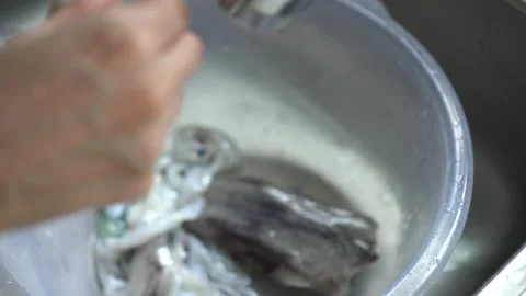 Hand cleaning cuttle fish squid seafood in sink Stock Footage 159605378