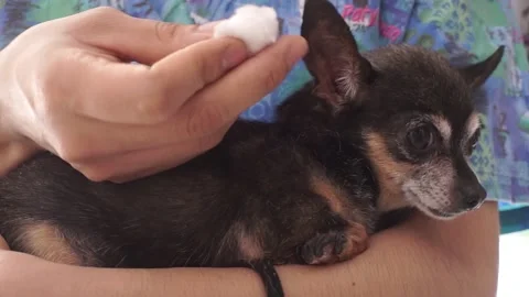 Hand cleaning the dog's ears Stock Footage 145783733