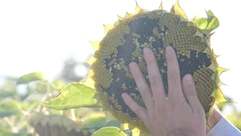 Hand cleaning sunflower Stock Footage 293947162