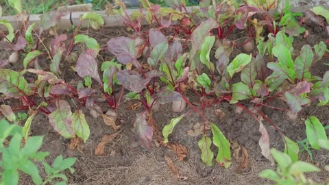 Hand cleans and pulls out weeds from a bed with growing red beets, top view Stock Footage 267944886