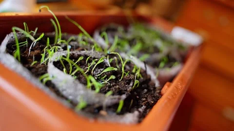 A hand cleans seedlings from weeds close-up. Growing home seedlings in rolls Stock Footage 280169749