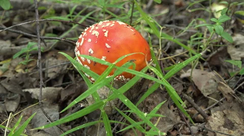 Hand to clear the fungus growing on the twigs and fallen leaves Stock Footage 59081923