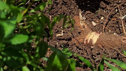 A hand cleaver chips away a thick neem root pressing against a buried water pipe Stockbeeldmateriaal 336491007