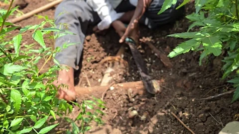 A hand cleaver chops a neem root exposed during digging. The expanding undergrou Видео 336491004