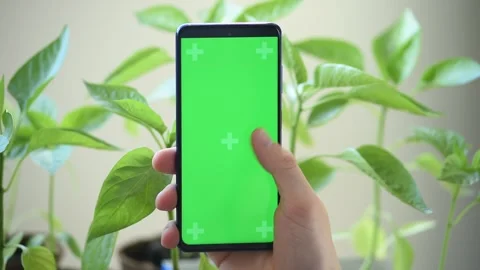 Hand click on a green screen on the background of sweet pepper seedlings Stock Footage 242405378