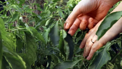 Hand close-up: a female farmer plucks a green fresh pepper from a bush Stock Footage 142746653