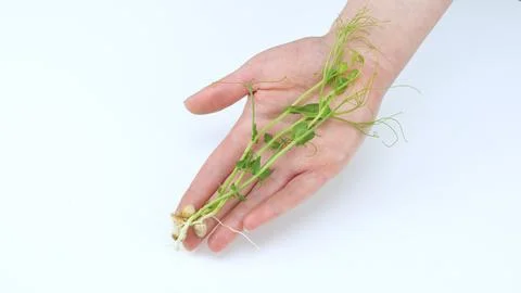 Hand in close up hold micro greenery sprouts in the palms on a white background. Stock Photos
