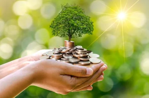 Hand Coin tree The tree grows on the pile. Saving money for the future. Inves Stock Photos