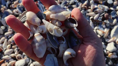 Hand Collecting Seashells on Sandy Ocean Shoreline Stock Footage 310952230
