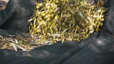 Hand collects olives on the net Stock Footage 255377967