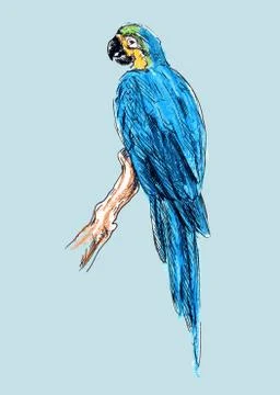 Hand colored drawing a parrot Stock Illustration