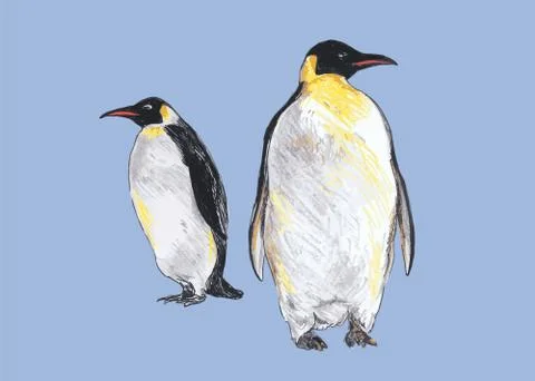 Hand colored drawing of penguins Stock Illustration