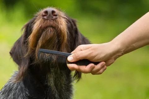 A hand with a comb, combing his beard dog Stock Photos