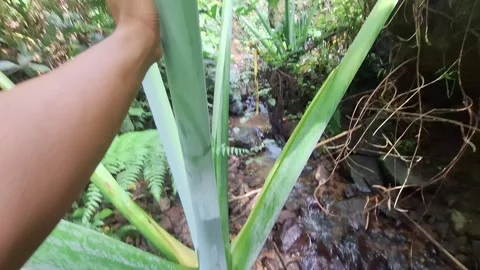 Hand Comparing Size with Giant Wild Taro Leaf (Colocasia gigantea) Stock Footage 318437476