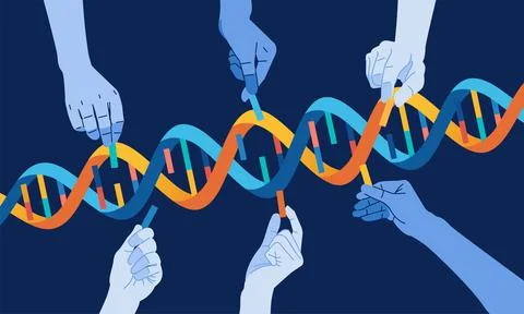 The hand that completes the DNA Helix genetic concept vector illustration Stock Illustration