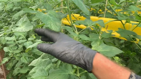 Hand control of tomatoes leaf control Stock Footage 256829523