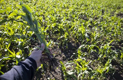 In hand corn, inspection of the root system of corn. Stock Photos