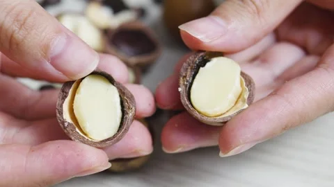 Hand cracking macadamia nuts, exposing smooth white kernels, highlighting Stock Footage 311991151