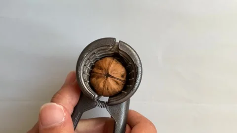 Hand cracking walnuts with a walnut pick Stock Footage 274295424