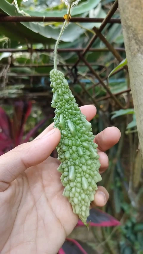 Hand cradles a green, bumpy fruit hanging from a vine Vidéo 331976712