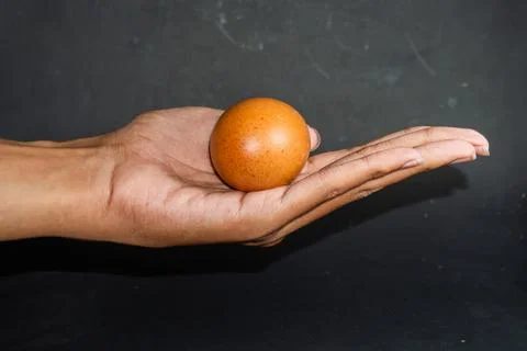 Hand cradles single brown egg Stock Photos
