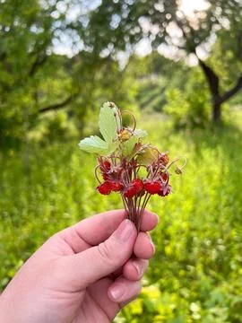 A hand cradling a vibrant array of colorful wild berries found in natures beauty Foto stock