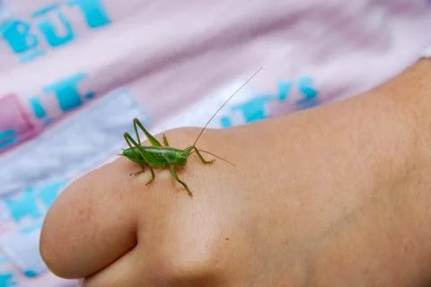 Hand with cricket Stock Photos