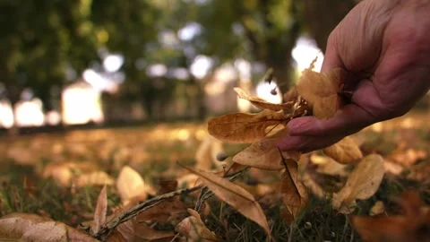 Hand crunching fall leaves in Autumn garden Stock Footage 346771889