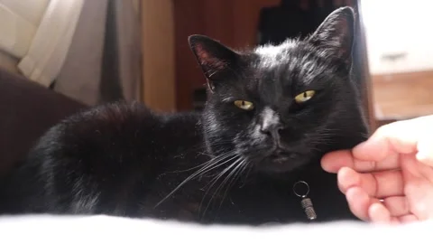 Hand cuddling big black elder cat in summer sunlight Stock Footage 171536244