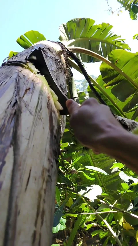 A hand cuts down a banana tree with a machete Видео 330717833