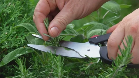Hand cuts rosemary with scissors Stock Footage 212735700