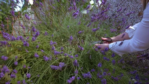 Hand cutting and collecting lavender flowers Video stock 340357648
