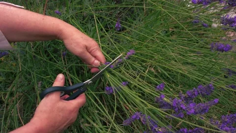 Hand cutting and collecting lavender flowers Video stock 344747461