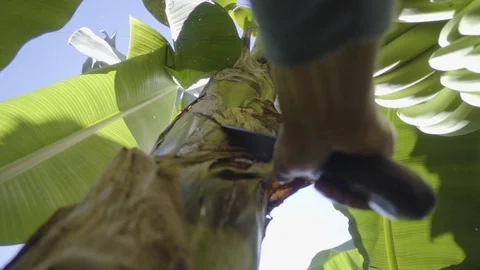 Hand cutting banana tree with billhook in the farm on a sunny day Stock Footage 108738667