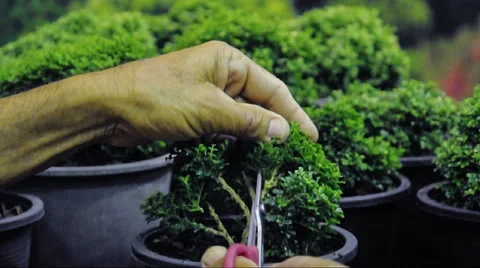 Hand cutting a bonsai tree Stock Footage 41684693