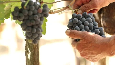 Hand cutting bunch of grapes Stock Footage 205931923