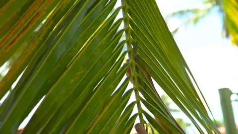 Hand cutting coconut leaf. Green palm leaf. Stock Footage 262539527