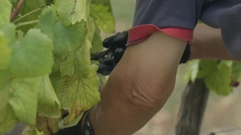 Hand cutting grapevine with pruning shears in vineyard Stock Footage 332055811