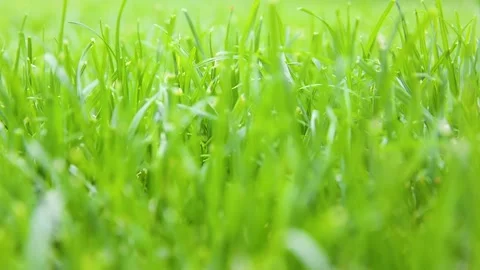 Hand-cutting of green grass with clippers. Stock Footage 133284869