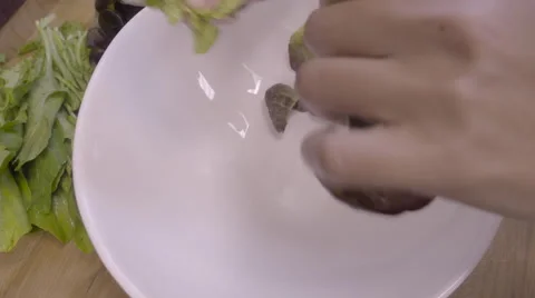 Hand cutting lettuce Stock Footage 55689973