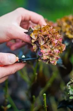 Hand cutting old hydrangea flowers with scissors before wintering Stock Photos