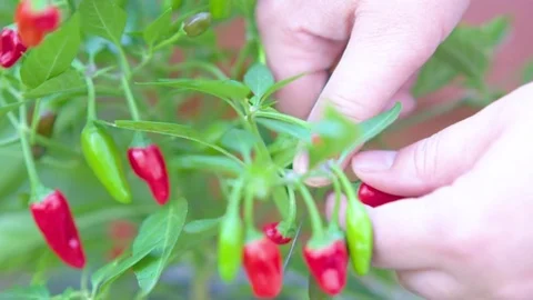 Hand cutting red chilies from tree Video stock 76137573