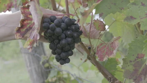 Hand cutting a red grape off the grapevine Stock Footage 164760074
