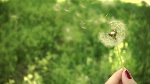 Hand dandelion Stock Footage 94968369