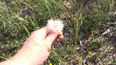 Hand on dandelion 스톡 동영상 127609889