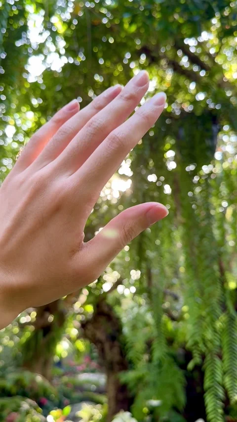 Hand dazzled by sunlight under dense trees. Vídeos de archivo 287596937