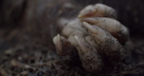 Hand of Dead Possum Stock Footage 128320511