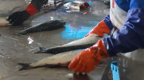 Hand deboning salmon Stockbeeldmateriaal 42126284